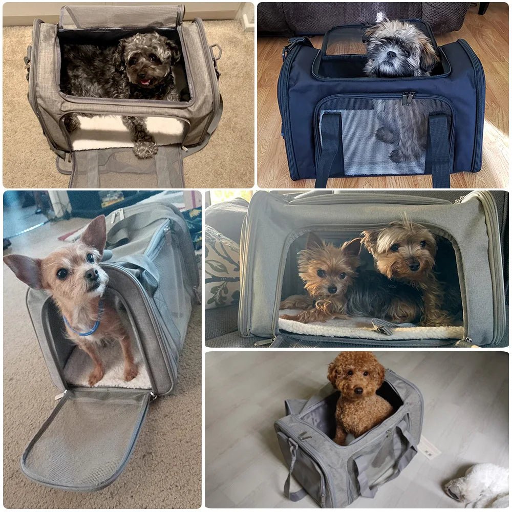 Chien sac de transport | Molosse™ - Cosmos Chien