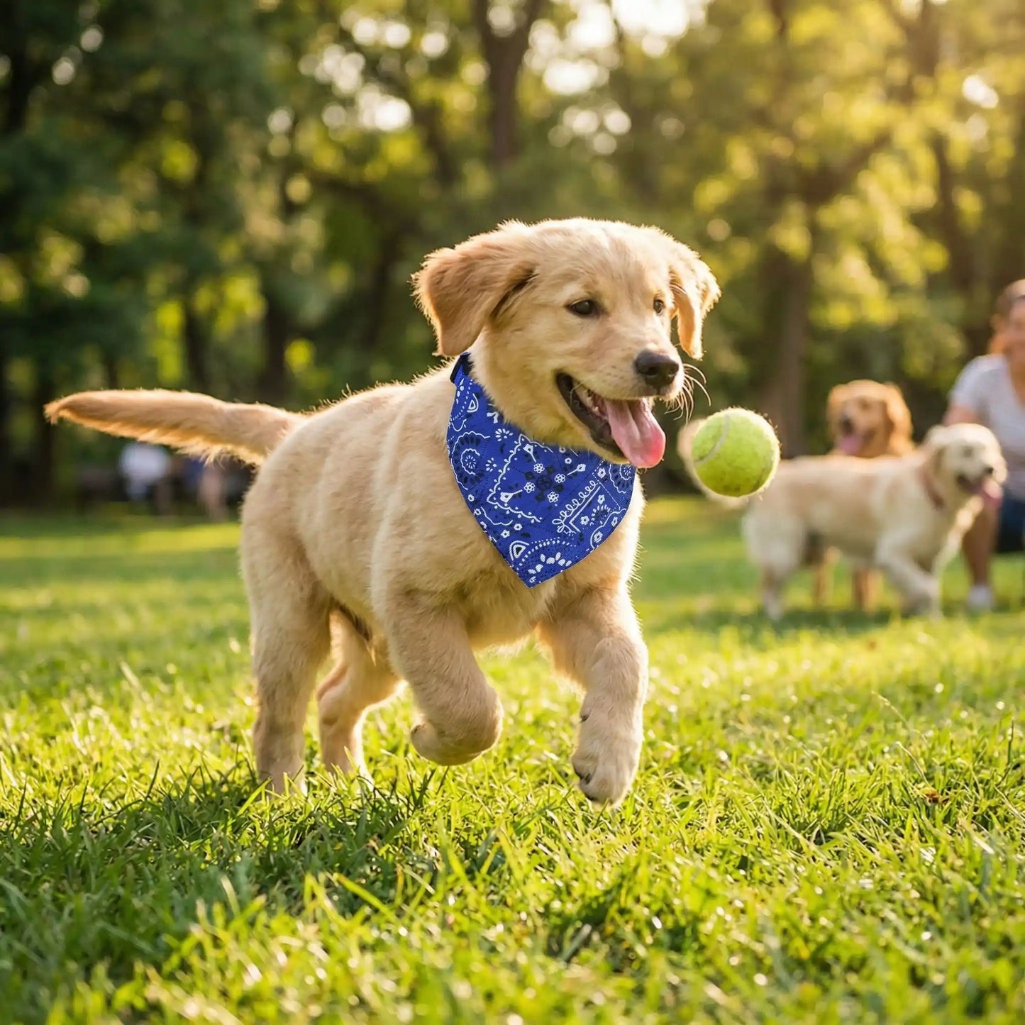 Collier pour chien | Bandanex™ - Cosmos Chien