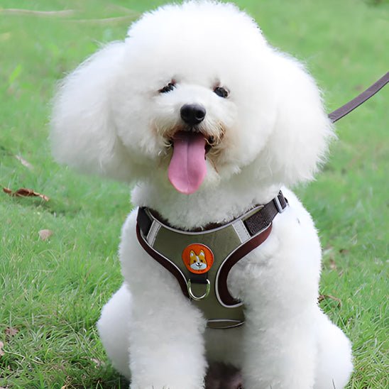 Harnais chien | Cedouâą - Cosmos Chien