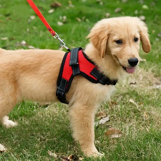 Harnais chien | Plaisir™ - Cosmos Chien