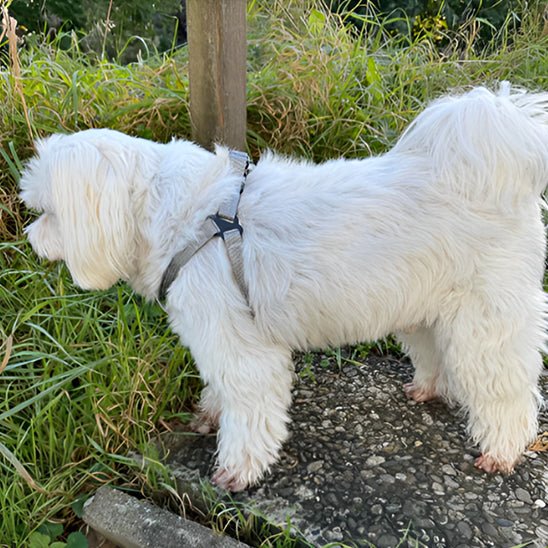 Harnais pour chien | Ly™ - Cosmos Chien