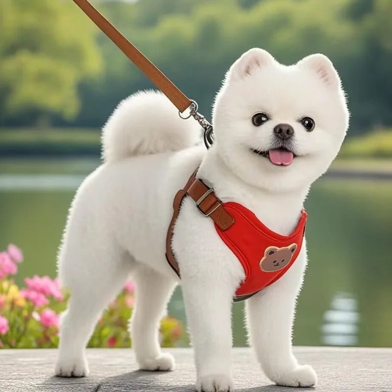 Harnais pour petit chien | Patty™ - Cosmos Chien