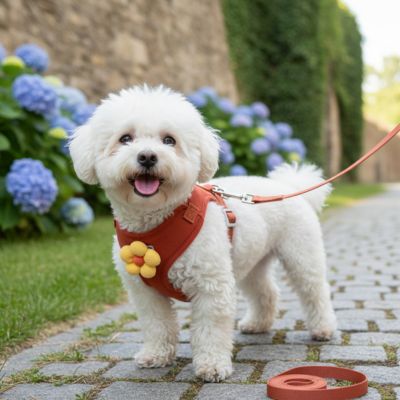 Chiot-heureux-porte-Harnais pour petit chien-rouge