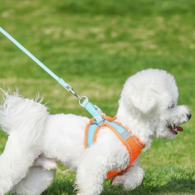 Chiot-heureux-sur-herbe-porte-harnais-chiot-orange-bleu