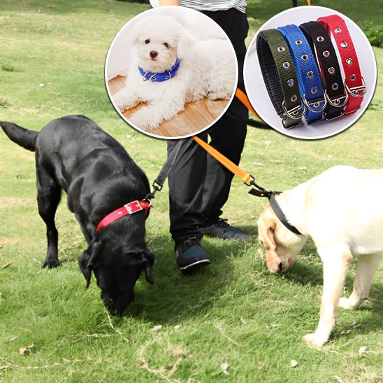 Collier chien | Fortex™ - Cosmos Chien