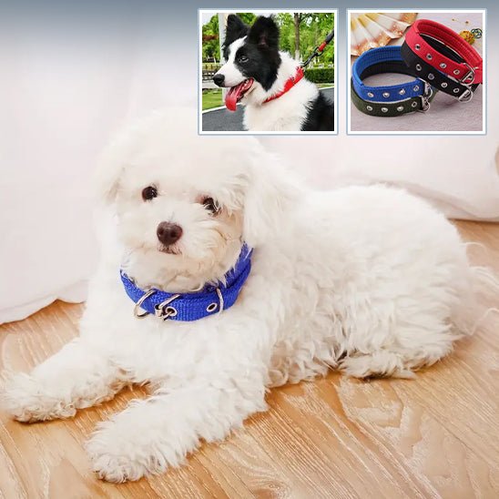 Collier chien | Fortex™ - Cosmos Chien