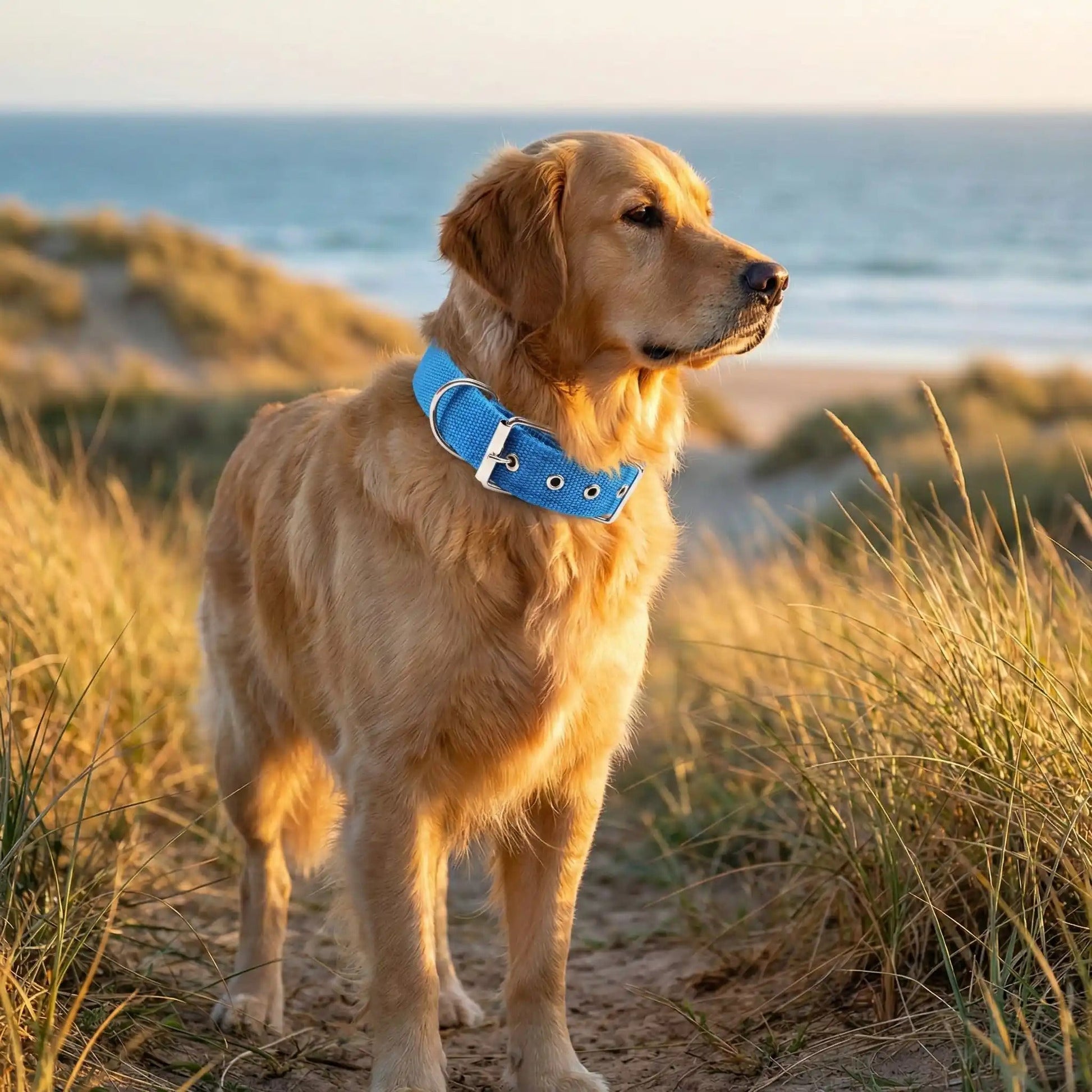 Collier chien | Fortex™ - Cosmos Chien