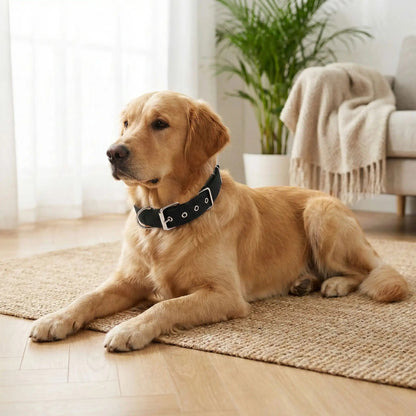 Collier chien | Fortex™ - Cosmos Chien