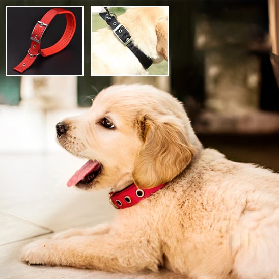 Collier chien | Fortex™ - Cosmos Chien