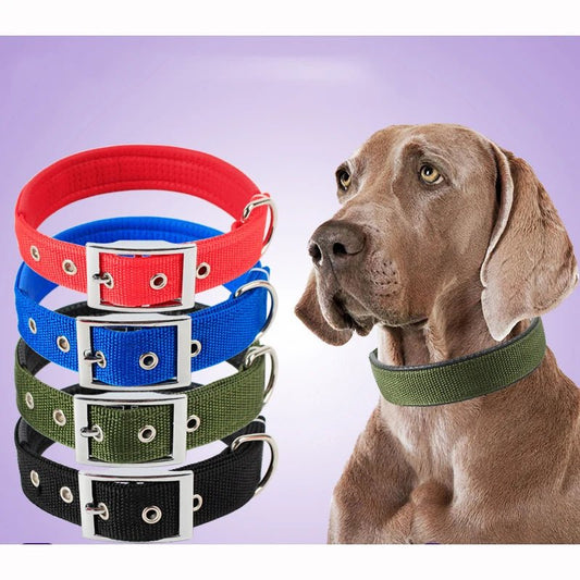 Collier chien | Fortex™ - Cosmos Chien