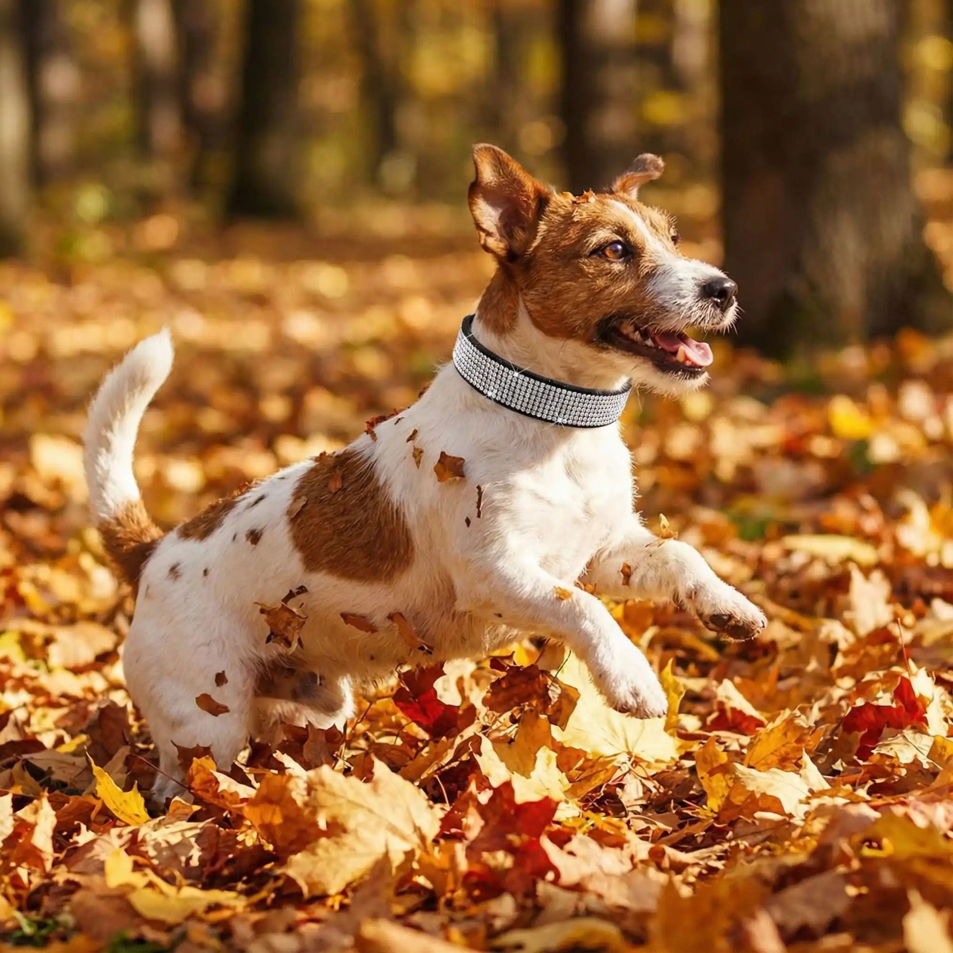 Collier chien | Ornistal™ - Cosmos Chien