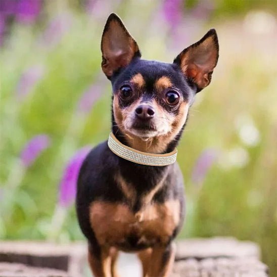 Collier chien | Ornistal™ - Cosmos Chien