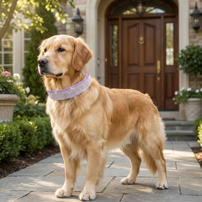 Collier chien | Ornistal™ - Cosmos Chien