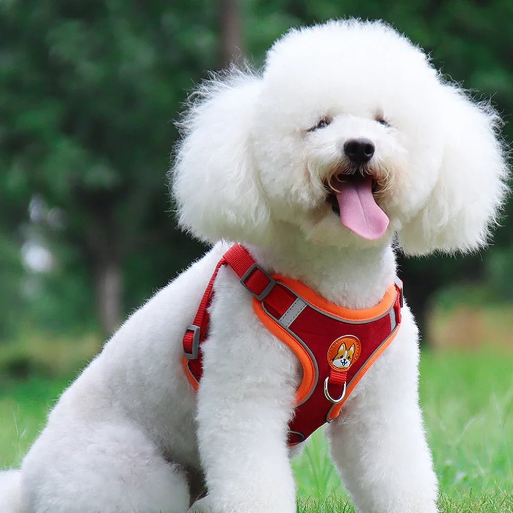 Harnais chien | Cedou™ - Cosmos Chien