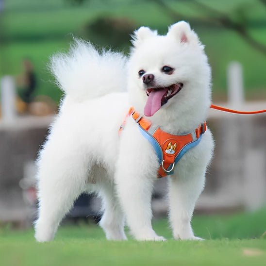 Harnais chien | Cedou™ - Cosmos Chien
