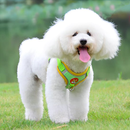 Harnais chien | Cedou™ - Cosmos Chien