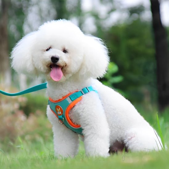 Harnais chien | Cedou™ - Cosmos Chien