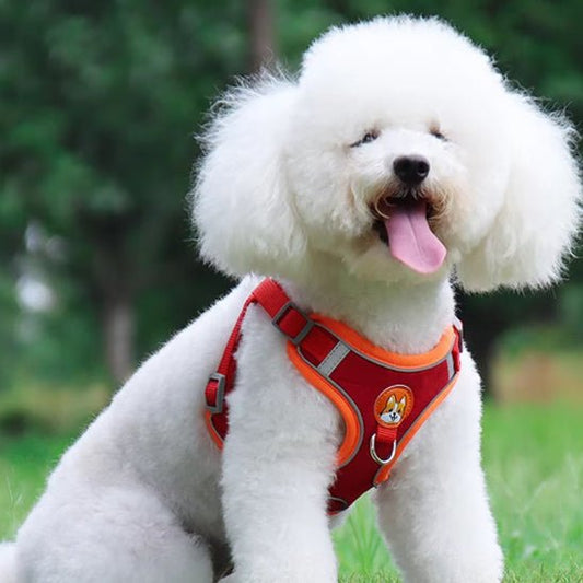 Harnais chien | Cedou™ - Cosmos Chien
