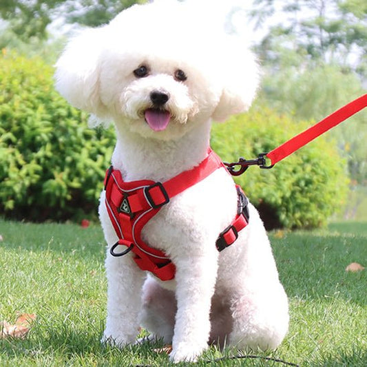 Harnais chien | Doucet™ - Cosmos Chien