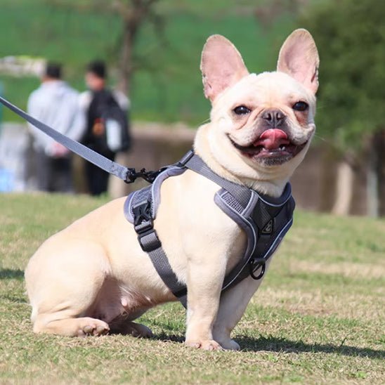 Harnais chien | Doucet™ - Cosmos Chien