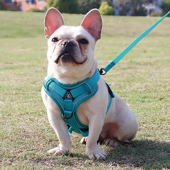 Harnais chien | Doucet™ - Cosmos Chien