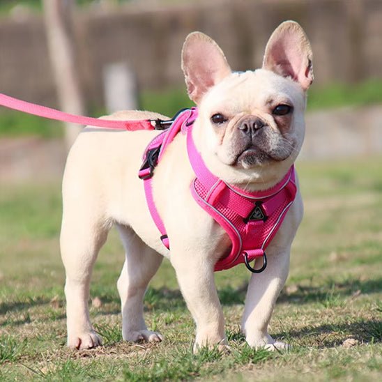 Harnais chien | Doucet™ - Cosmos Chien