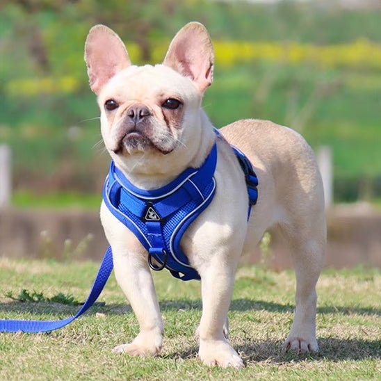 Harnais chien | Doucet™ - Cosmos Chien