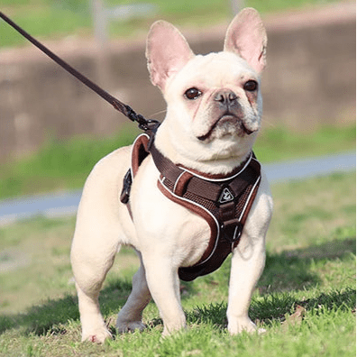 Harnais chien | Doucet™ - Cosmos Chien