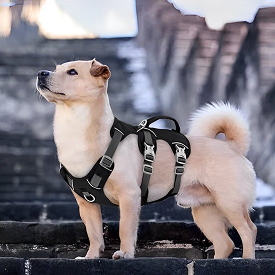 Harnais chien| Fidelo™ - Cosmos Chien