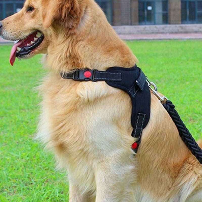 Harnais chien | Plaisir™ - Cosmos Chien