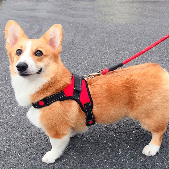 Harnais chien | Plaisir™ - Cosmos Chien
