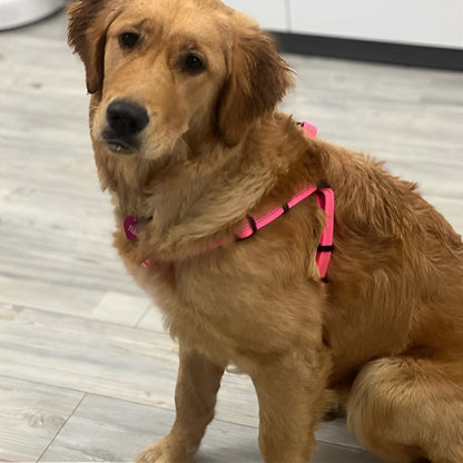 Harnais pour chien | Ly™ - Cosmos Chien