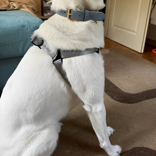 Harnais pour chien | Ly™ - Cosmos Chien