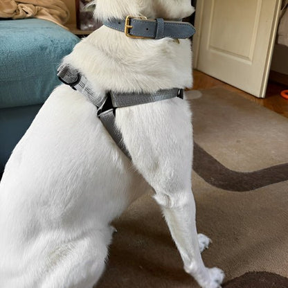 Harnais pour chien | Ly™ - Cosmos Chien