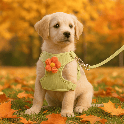 Harnais pour petit chien | Minilou™ - Cosmos Chien