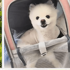 SAC A DOS CHIEN | SOUPLEX™ - Cosmos Chien